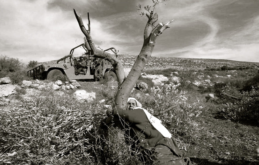 Uma senhora palestina se abraça a uma árvore na tentativa de evitar ser expulsa de sua terra. (Fonte: Flcikr/Frank M. Rafik)
